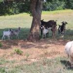 Animals in the shade